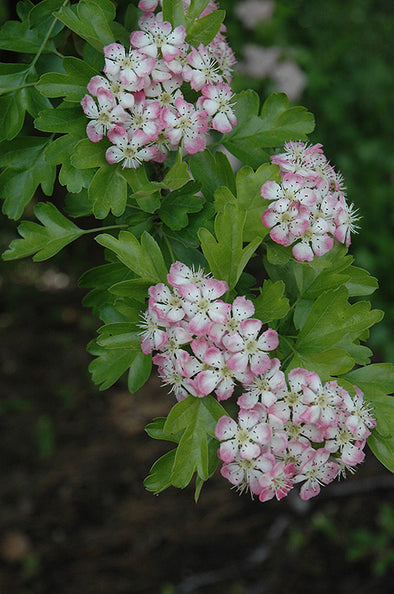 Crataegus laevigata 'Paul's Scarlet'