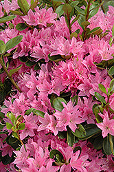 Azalea exbury 'Daybreak'