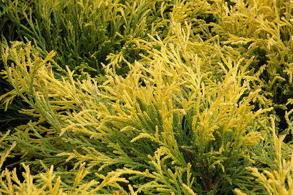 Chamaecyparis pisifera 'Golden Mop' (Falsecypress)