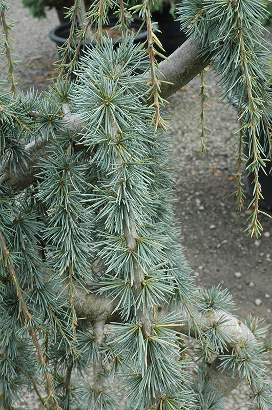 Cedrus atlantica 'Glauca Pendula' (Weeping Blue Atlas Cedar)