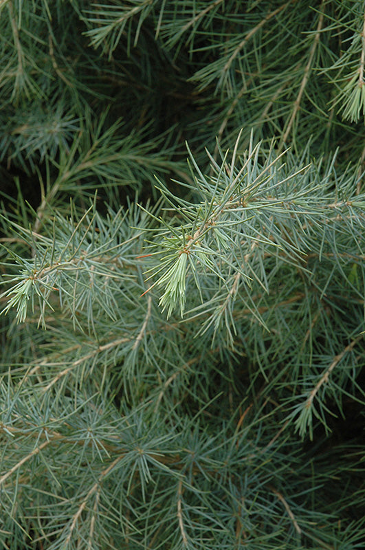 Cedrus deodara (Deodar Cedar)