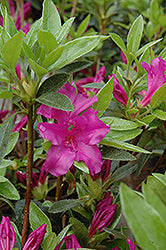 Azalea japonica 'Blue Danube'