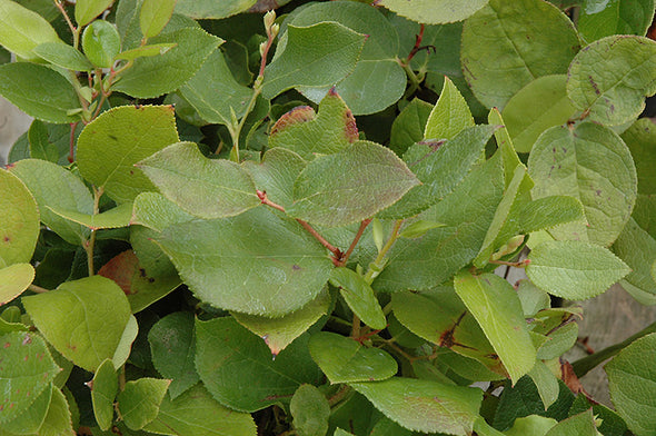 Gaultheria shallon (Salal)