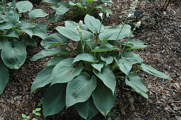 Hosta 'Blue Angel'