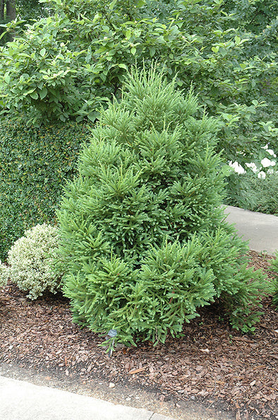 Cryptomeria japonica 'Gyokuryu' (Gyokuryu Japanese Cedar)