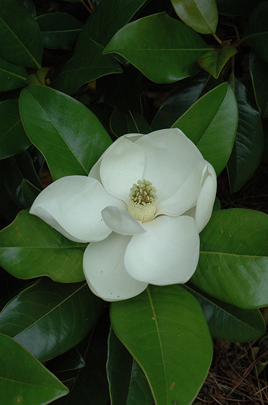 Magnolia grandiflora 'Edith Bogue'