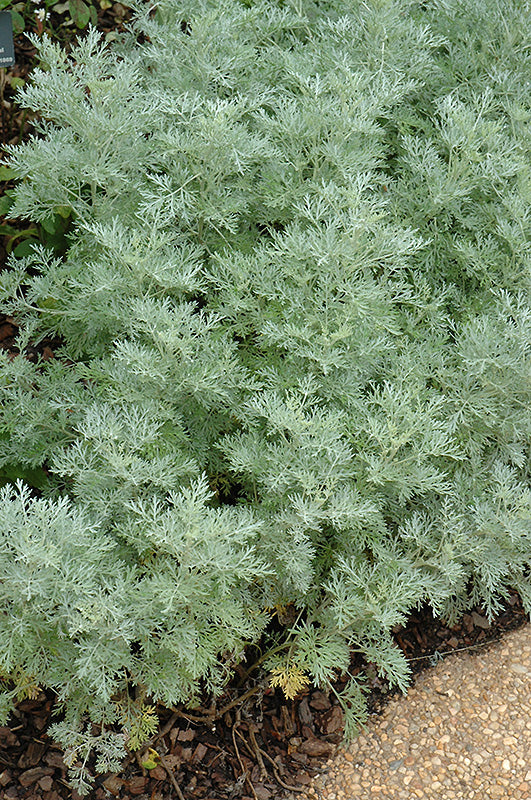 Artemisia arborescens 'Powis Castle' (Wormwood)