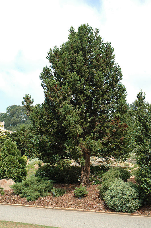 Cryptomeria japonica 'Jindai Sugi' (Jindai Sugi Japanese Cedar)