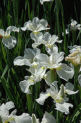 Iris sibirica 'Gull's Wing'