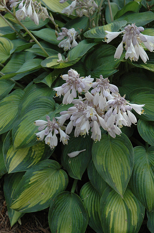 Hosta 'June'