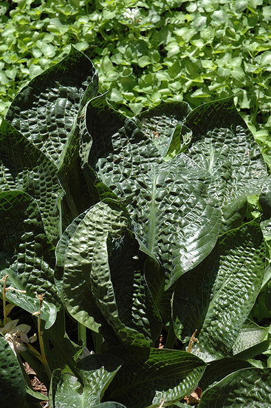 Hosta 'Deep Blue Sea'