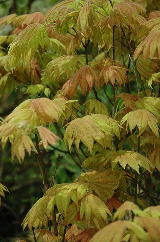 Acer shirasawanum 'Moonrise' (Full Moon Maple)