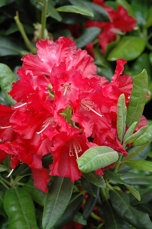 Rhododendron 'War Dance'