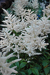 Astilbe japonica 'Deutschland' (False Goatsbeard / False Spiraea)