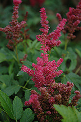 Astilbe Short N Sweet 'Fireberry' (False Goatsbeard / False Spiraea)