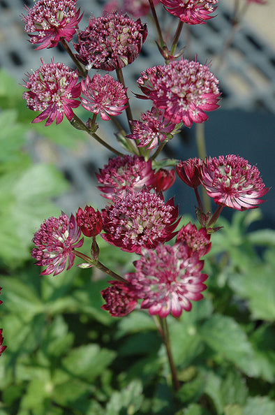 Astrantia major 'Star of Fire' (Masterwort)