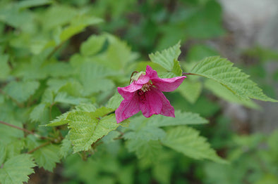 Rubus spectabilis (Salmonberry)