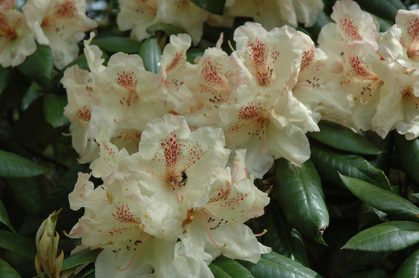 Rhododendron 'Mrs. Betty Robertson'