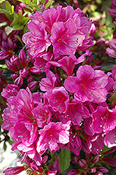 Azalea japonica 'Girard's Purple'