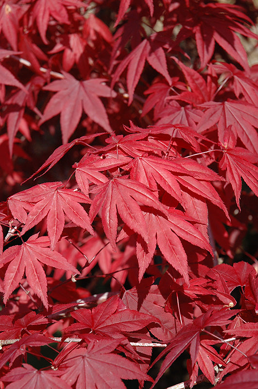 Acer palmatum 'Emperor One' (Japanese Maple)