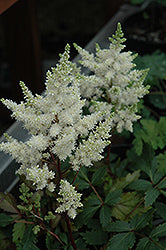 Astilbe 'Verswhite' / 'Younique White' (False Goatsbeard / False Spiraea)