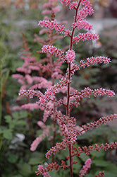 Astilbe x arendsii 'Color Flash' / 'Beauty of Ernst (False Goatsbeard / False Spiraea)