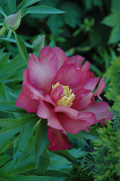 Paeonia itoh 'First Arrival'