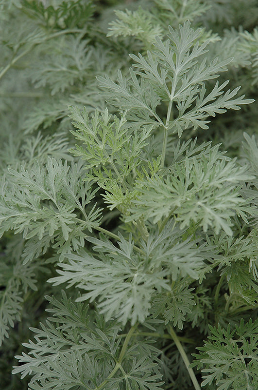 Artemisia arborescens 'Powis Castle' (Wormwood)