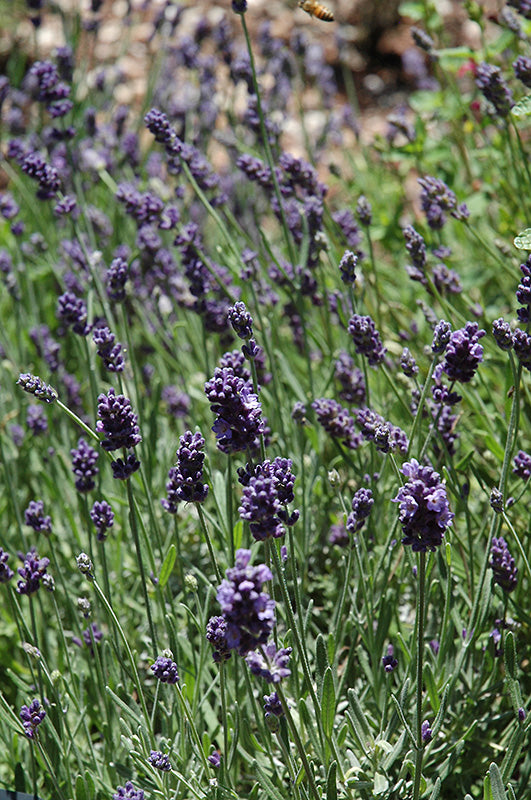 Lavandula angustifolia 'Ellagance Purple'