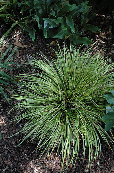 Carex oshimensis 'Evercolor Everillo' (Japanese Sedge Grass)