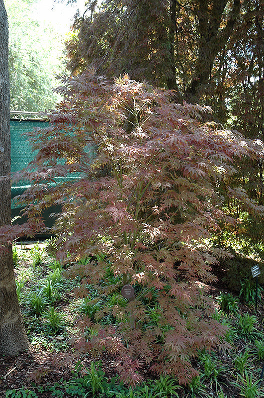 Acer palmatum 'Mikazuki' (Japanese Maple)