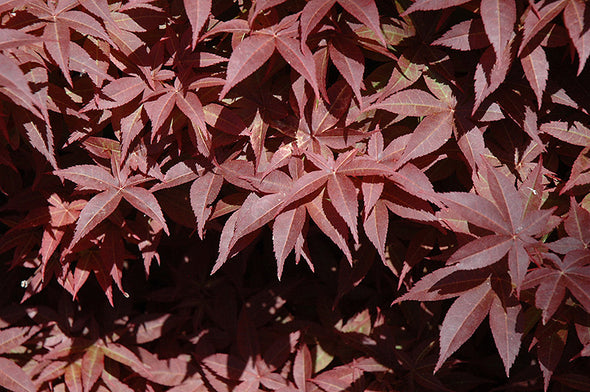 Acer palmatum 'Rhode Island Red' (Japanese Maple)