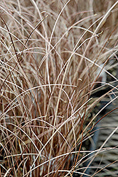 Carex buchananii (Leatherleaf Sedge Grass)