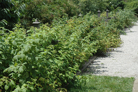 Rubus idaeus 'Heritage' (Raspberry)