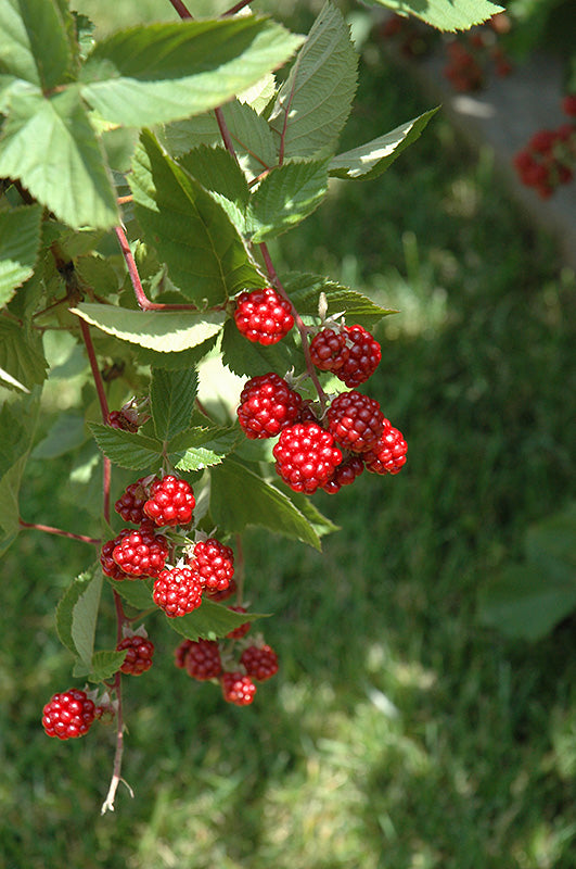 Rubus idaeus 'Heritage' (Raspberry)