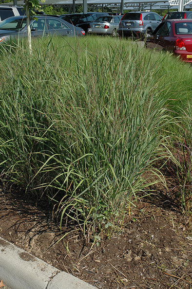 Panicum virgatum 'Ruby Ribbons' (Switch Grass)