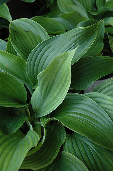 Hosta 'Komodo Dragon'