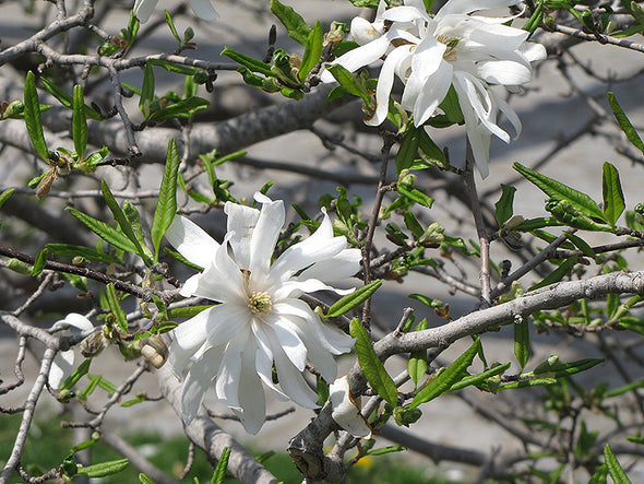 Magnolia stellata 'Royal Star'