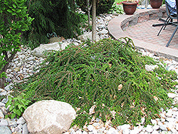 Cotoneaster horizontalis (Ground Cotoneaster)