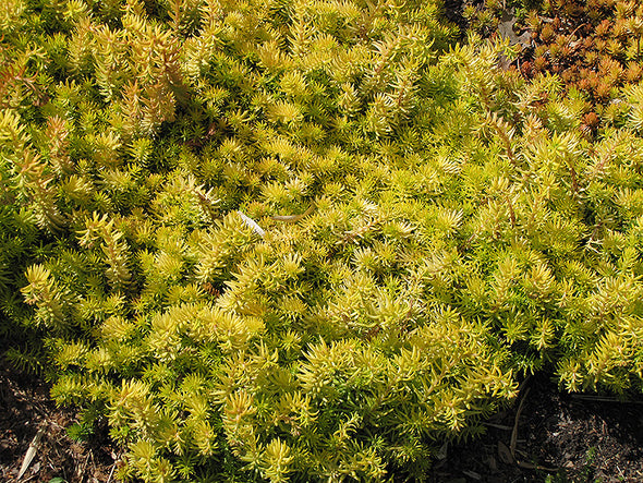 Sedum rupestre 'Angelina' (Angelina Stonecrop)