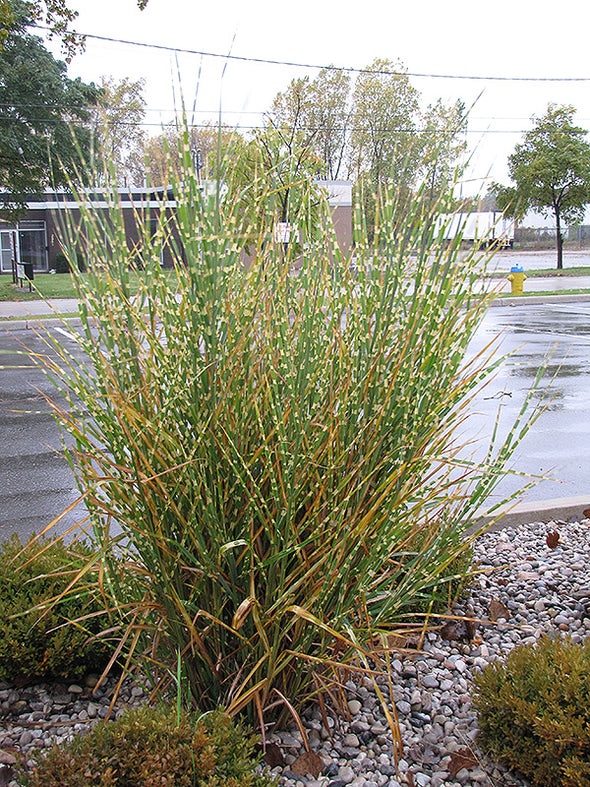 Miscanthus sinensis 'Strictus' (Porcupine Grass)