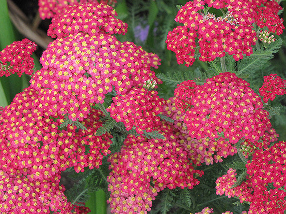 Achillea millefolium 'Paprika' (Yarrow)