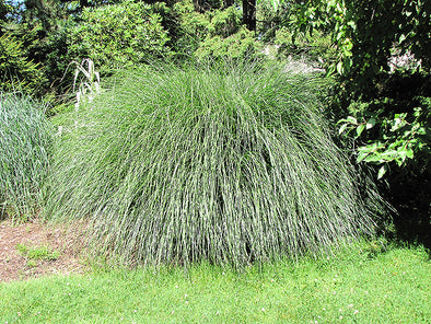 Miscanthus sinensis 'Yaku Jima' (Dwarf Maiden Grass)