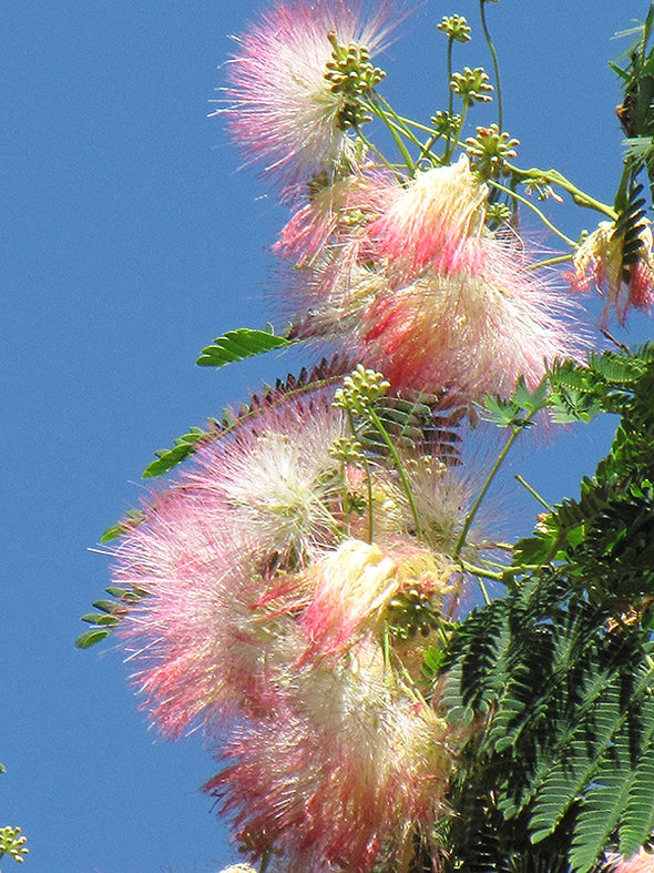 Albizia julibrissin (Mimosa)