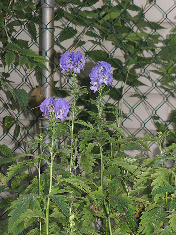 Aconitum carmichaelii 'Arendsii' (Autumn Monkshood)