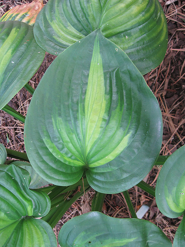 Hosta 'Avocado'