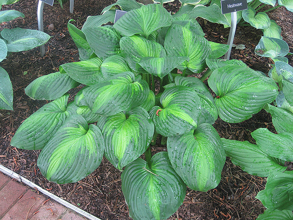 Hosta 'Avocado'