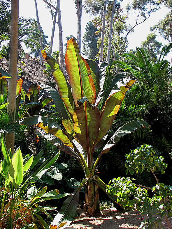 Musa sikkimensis (Darjeeling Banana)