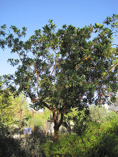 Arbutus 'Marina' (Strawberry Tree)