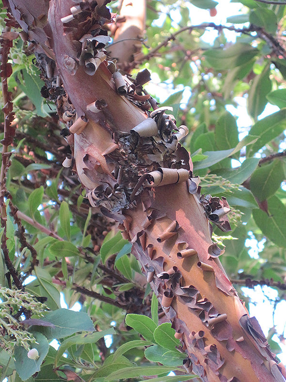 Arbutus 'Marina' (Strawberry Tree)